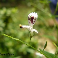 Andrographis paniculata (Burm.f.) Nees